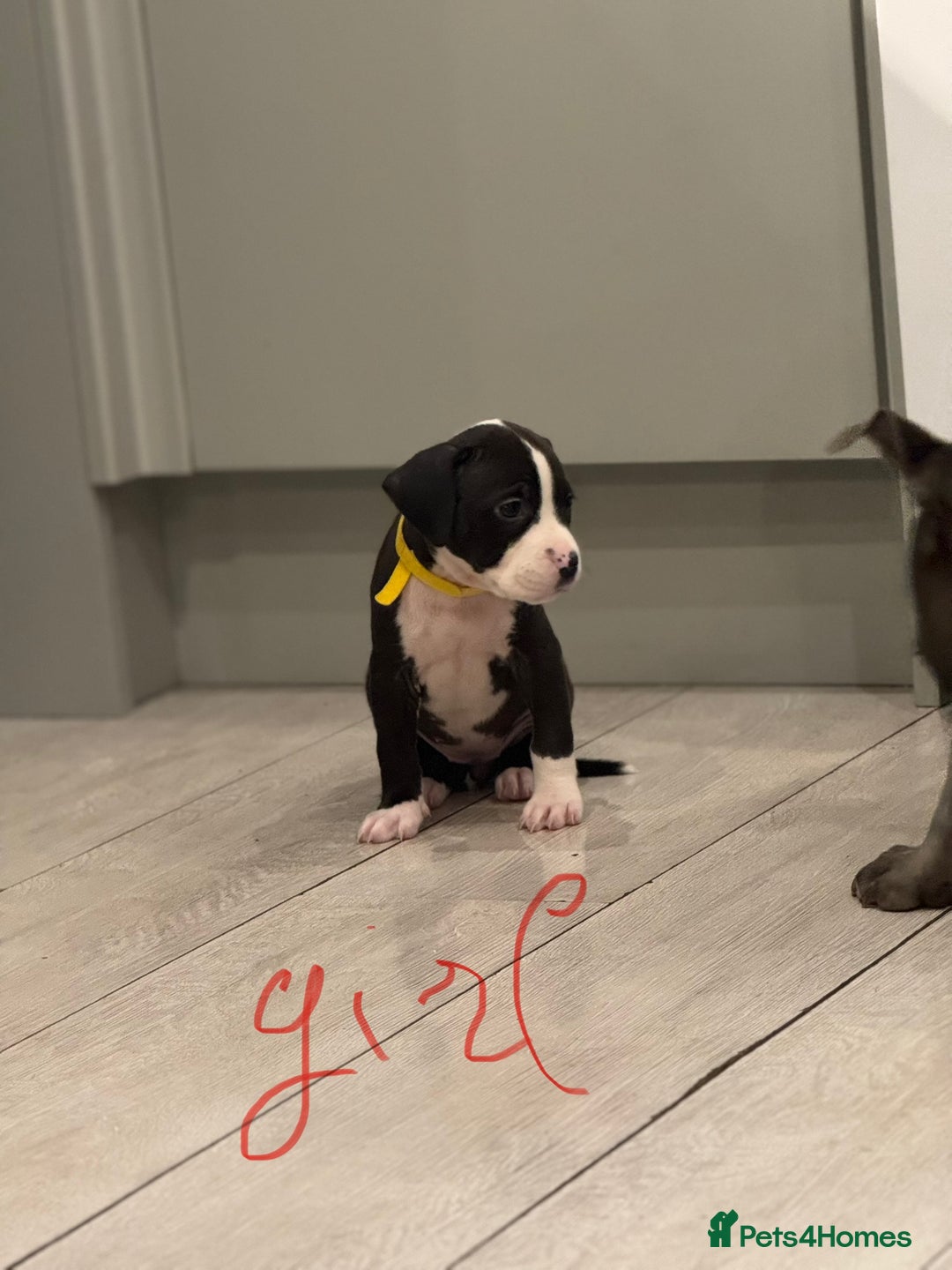 American Bull Staffy dogs for sale: For sale - Image 11