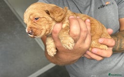Cockapoo dogs for sale: OUTSTANDING FB1 COCKAPOOS - Image 7