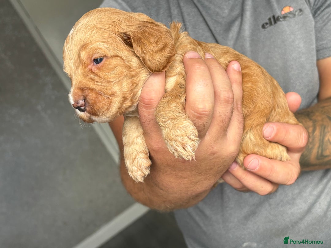 Cockapoo dogs for sale: OUTSTANDING FB1 COCKAPOOS - Image 7