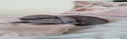 Mini Lop rabbits for sale: Mini lop  - Advert 3