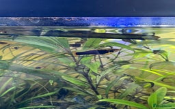 Platies fish for sale: Platy fry - Image 1