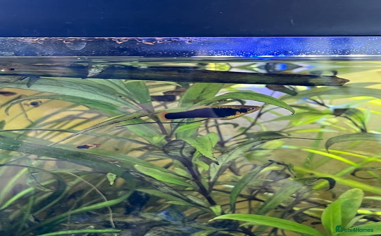 Platies fish - Advert 1