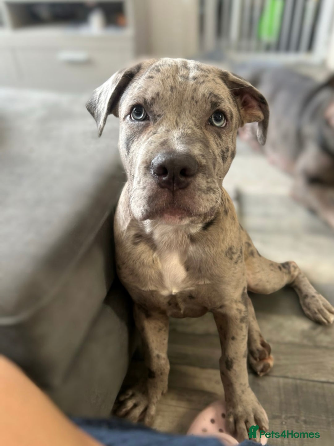 Mixed Breed dogs for sale: American bully / cane Corso puppy for sale - Image 3