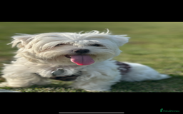 Maltese dogs for sale: Beautiful Female Maltese - Half Korean  - Image 5
