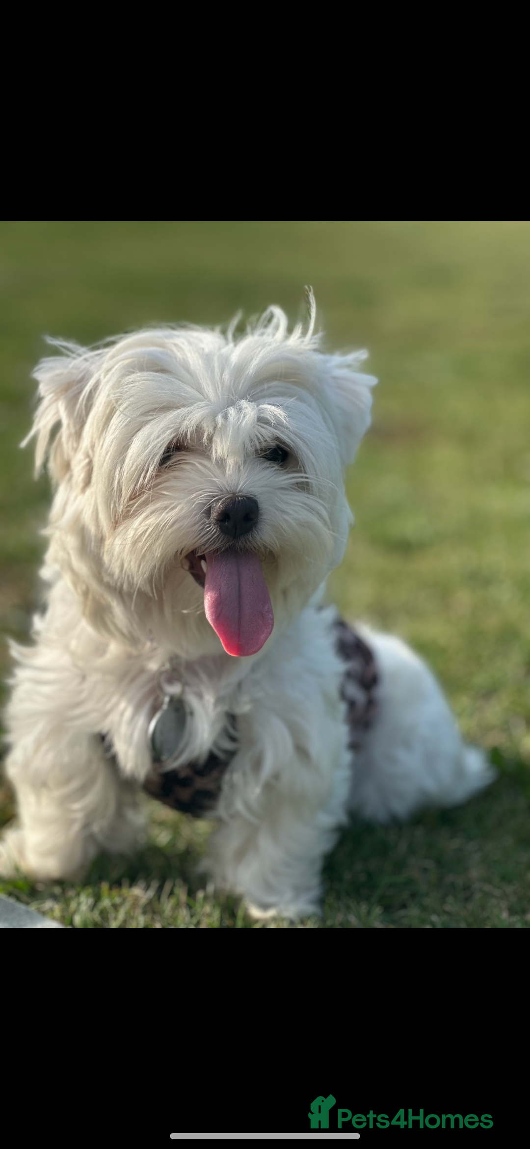 Maltese dogs for sale: Beautiful Female Maltese - Half Korean  - Image 5