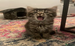 Mixed Breed cats for sale: Male Cat - Image 1