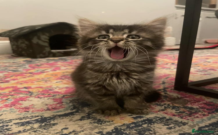 Mixed Breed cats for sale - Advert 1