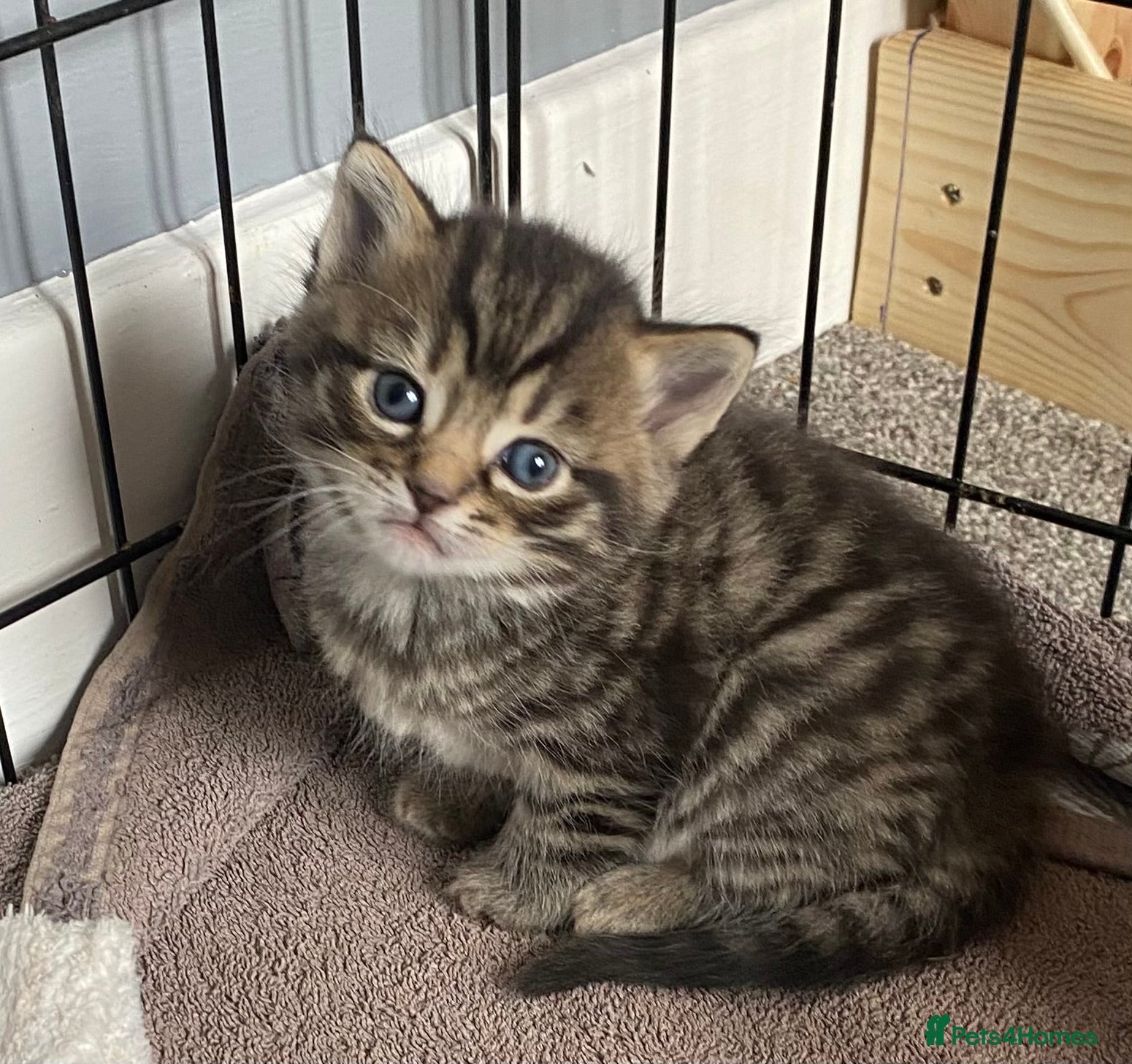 British Shorthair cats STUNNING BRITISH SH X DOMESTIC SH KITTENS  - Advert 1