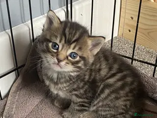 British Shorthair cats STUNNING BRITISH SH X DOMESTIC SH KITTENS - Advert 1