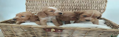 Cocker Spaniel 3