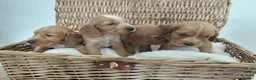 Cocker Spaniel dogs for sale: BEAUTIFUL COCKER SPANIEL PUPPIES - Advert 10