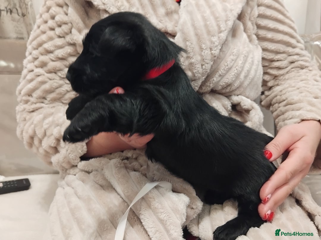 Scottish Terrier dogs for sale: Beautiful Scottish terrier puppies - Advert 14