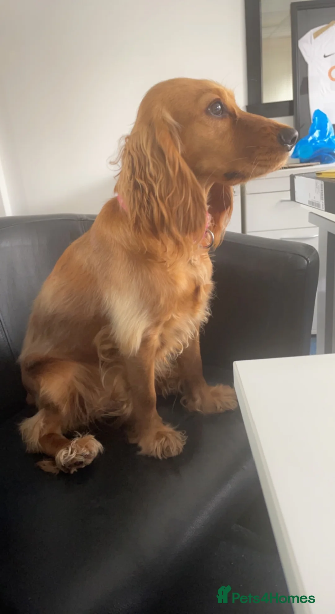 Cocker Spaniel dogs for sale: Cocker spaniel - Advert 3