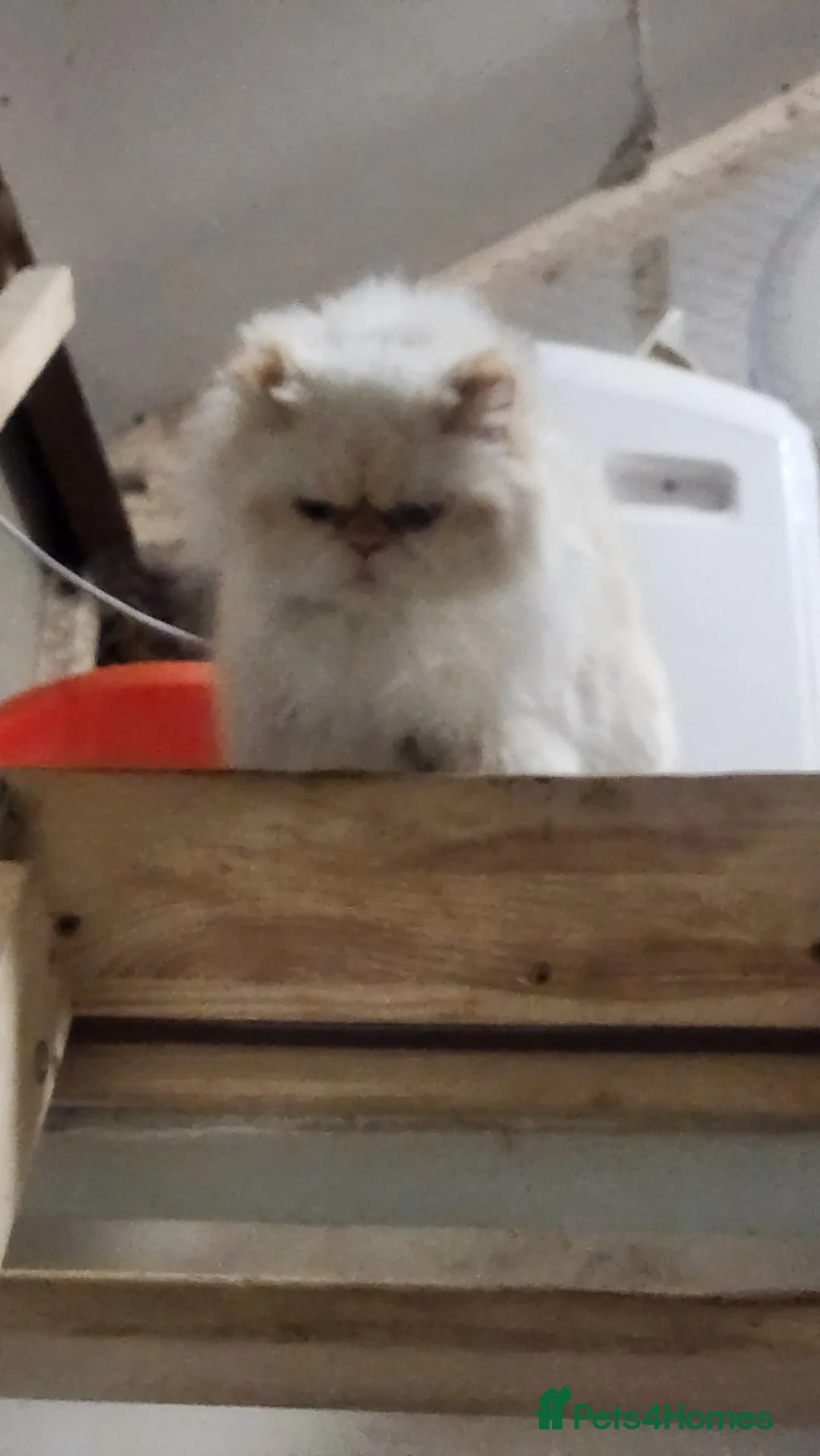 Persian cats for sale: Persian Queen, GCCF Active - Advert 5