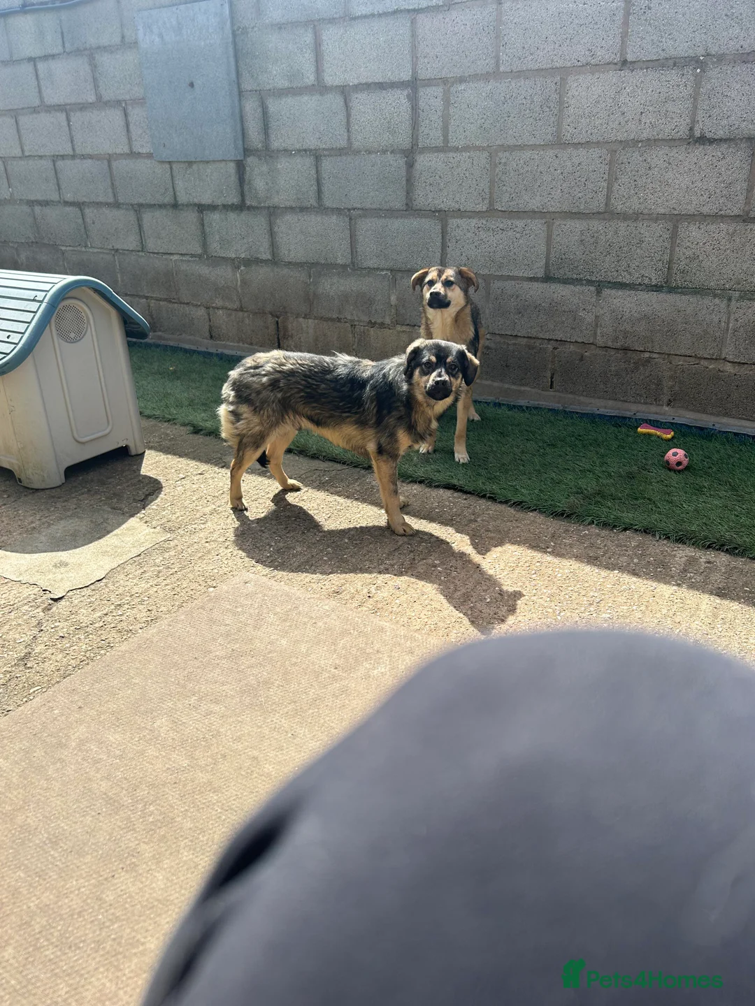 Mixed Breed dogs for adoption: Meet Isacc, currently residing in Cheshire  in Nantwich - Advert 7