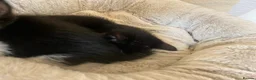 American Shorthair cats for sale: two beautiful male kittens in Bolton - Advert 2