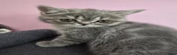 Exotic cats for sale: READY  Now  EXOTIC  GIRLS  - Advert 14
