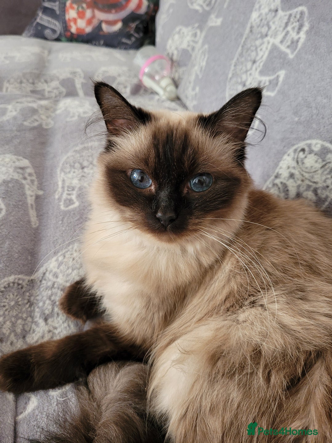 Ragdoll cats for sale: Ragdoll kittens ready end of August  - Image 3