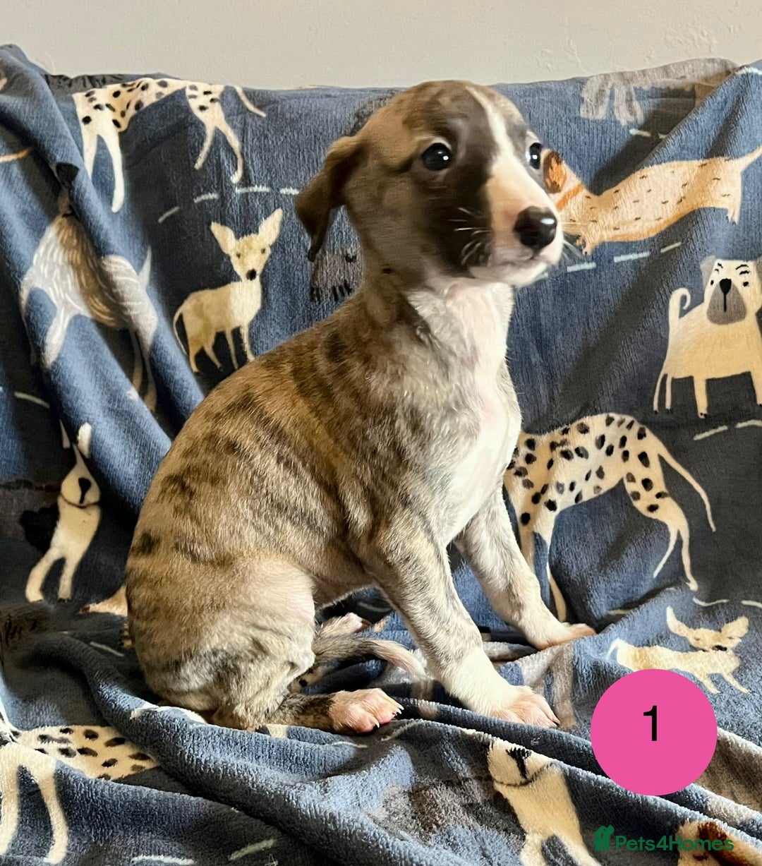 Whippet dogs for sale: KC Reg Whippet Puppies - Advert 4