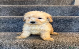 Coton De Tulear dogs for sale: Coton noodles puppies ready now  - Image 8