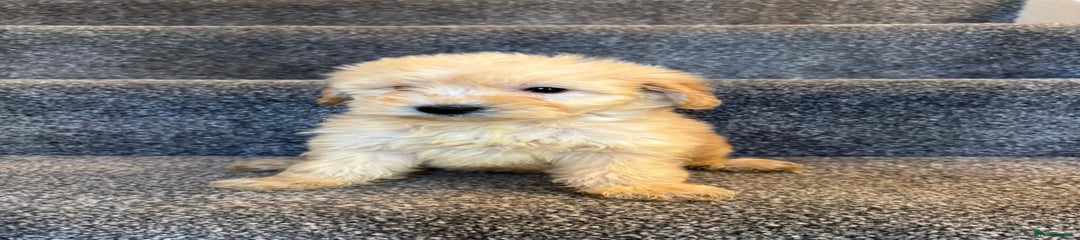 Coton De Tulear Puppy 4