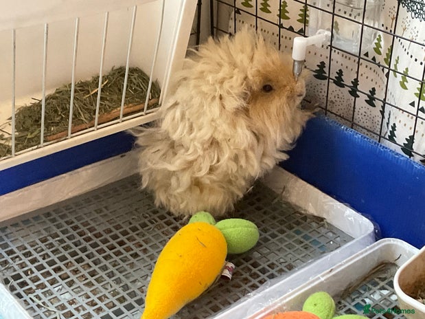 Lovebirds birds in Reading - Advert 2