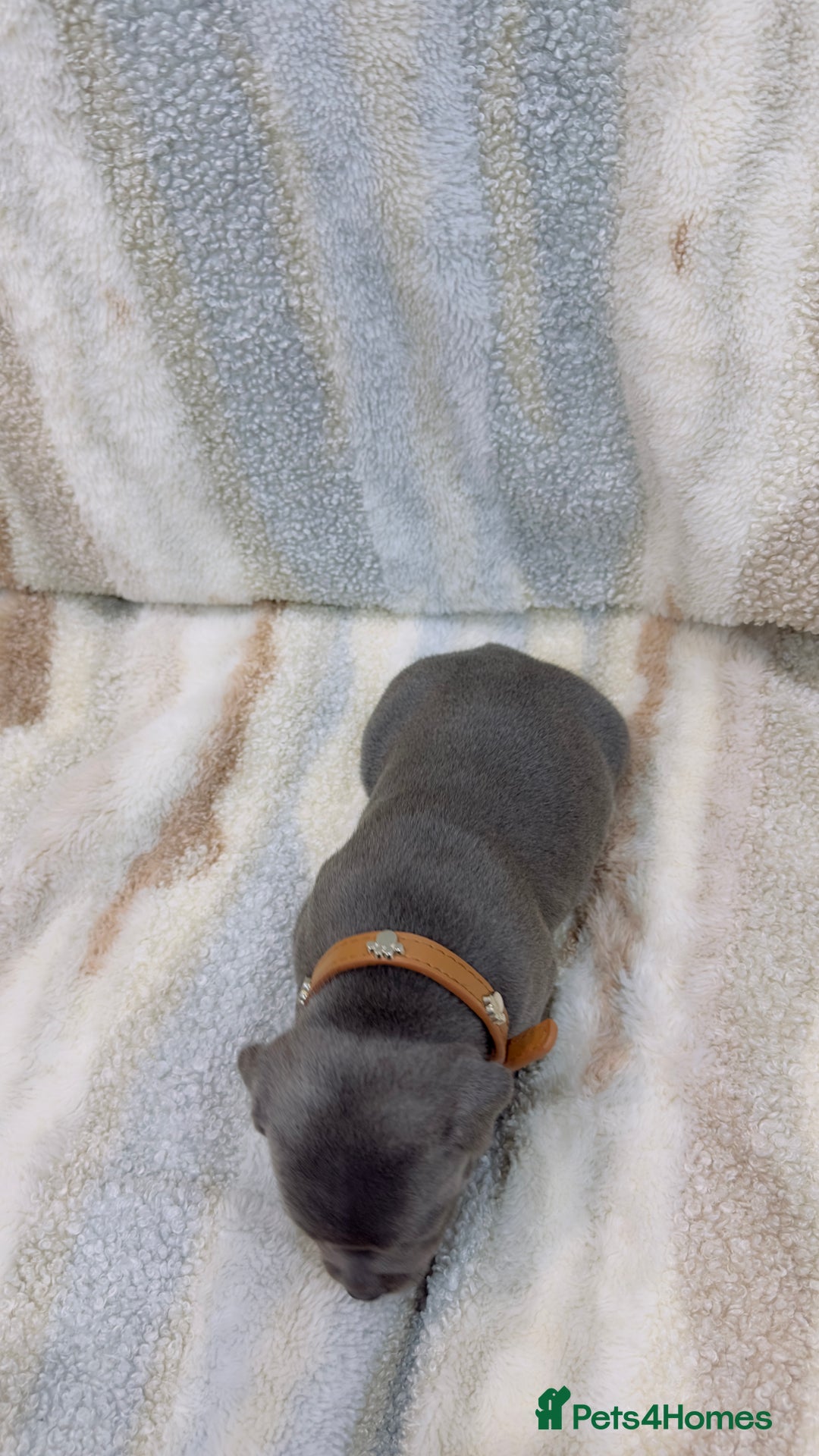 Staffordshire Bull Terrier dogs for sale: ✨🥰🐶 KC Registered Staffordshire Bull Terrier  🐾 - Advert 28