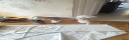 Maltese dogs for sale: 2 female Maltese puppies - Advert 4