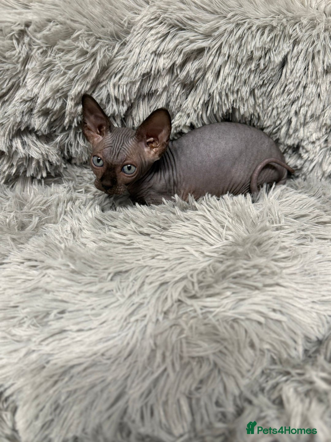 Sphynx cats for sale: TICA Reg Sphynx Kittens, Extensive Genetic Testing - Advert 12