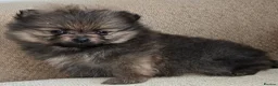 Pomeranian dogs for sale: Beautiful Pomeranian Puppies in London - Advert 6