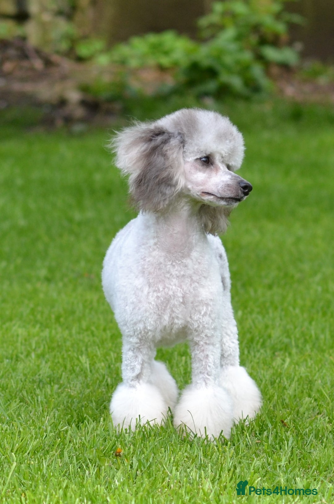 Miniature Poodle dogs for sale: SMALL SIZE MINIATURE PUPPIES RARE COLOUR DNA TEST - Image 23