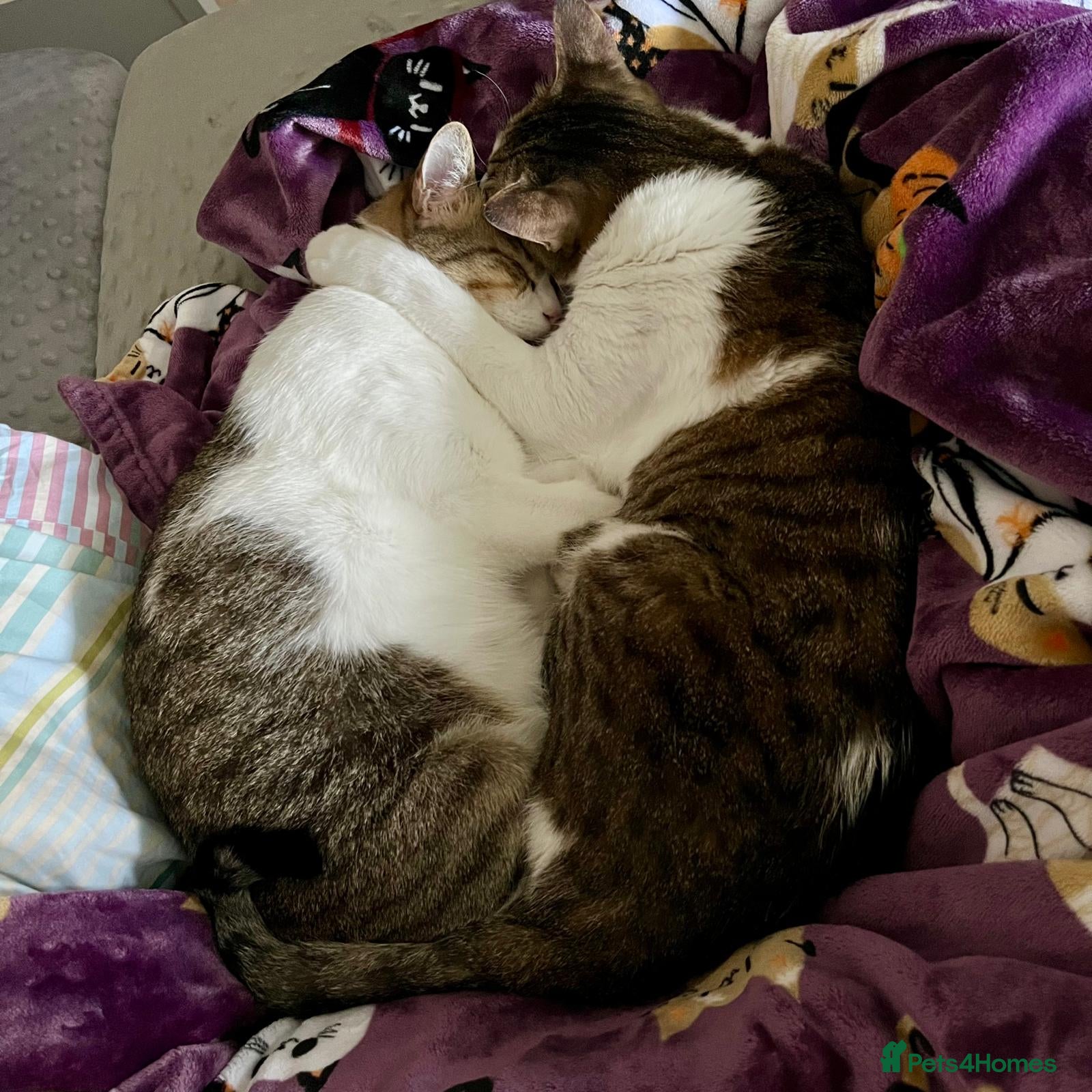 Mixed Breed cats [Indoors Only] Lex & Luthor - Adorable Brothers! - Advert 2