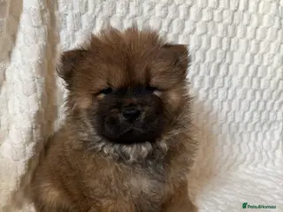 Chow Chow dogs 2 Stunning Chow Chow Puppies Left - Advert 6