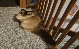 Ragdoll cats for sale: Mink Mother and Daughter pair  - Image 5