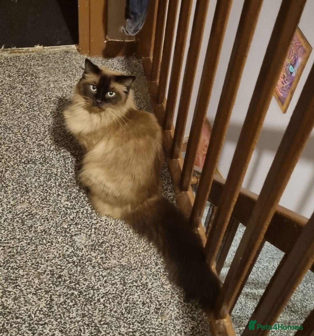 Ragdoll cats for sale: Mink Mother and Daughter pair  - Image 5