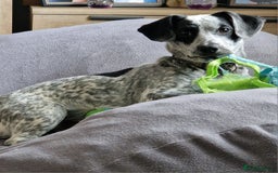 Mixed Breed dogs for sale: Cocker cross - Image 1