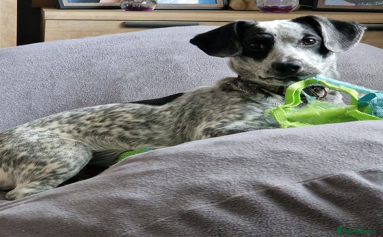 Mixed Breed dogs - Advert 2