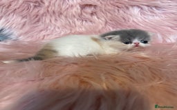 Exotic cats for sale: 🔥GCCF EXOTIC KITTENS READY DECEMBER  **  - Image 4