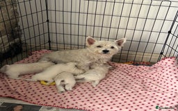 West Highland Terrier dogs for sale: Gorgeous West Highland Pups - Image 6