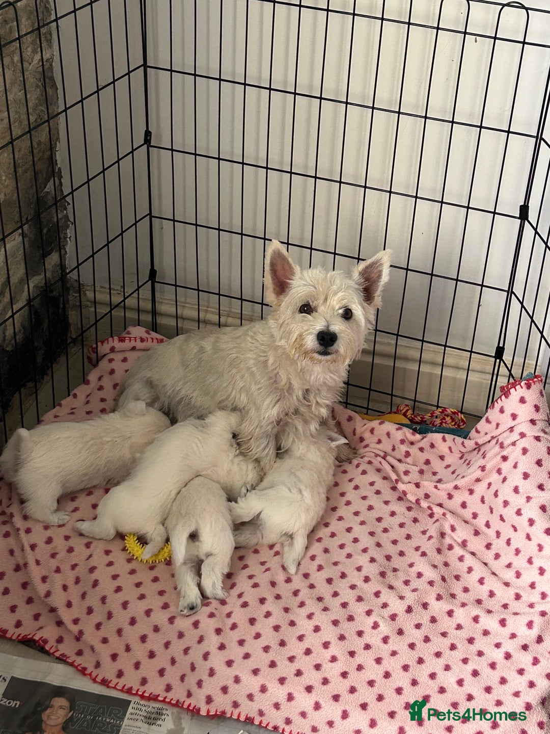 West Highland Terrier dogs for sale: Gorgeous West Highland Pups - Image 6
