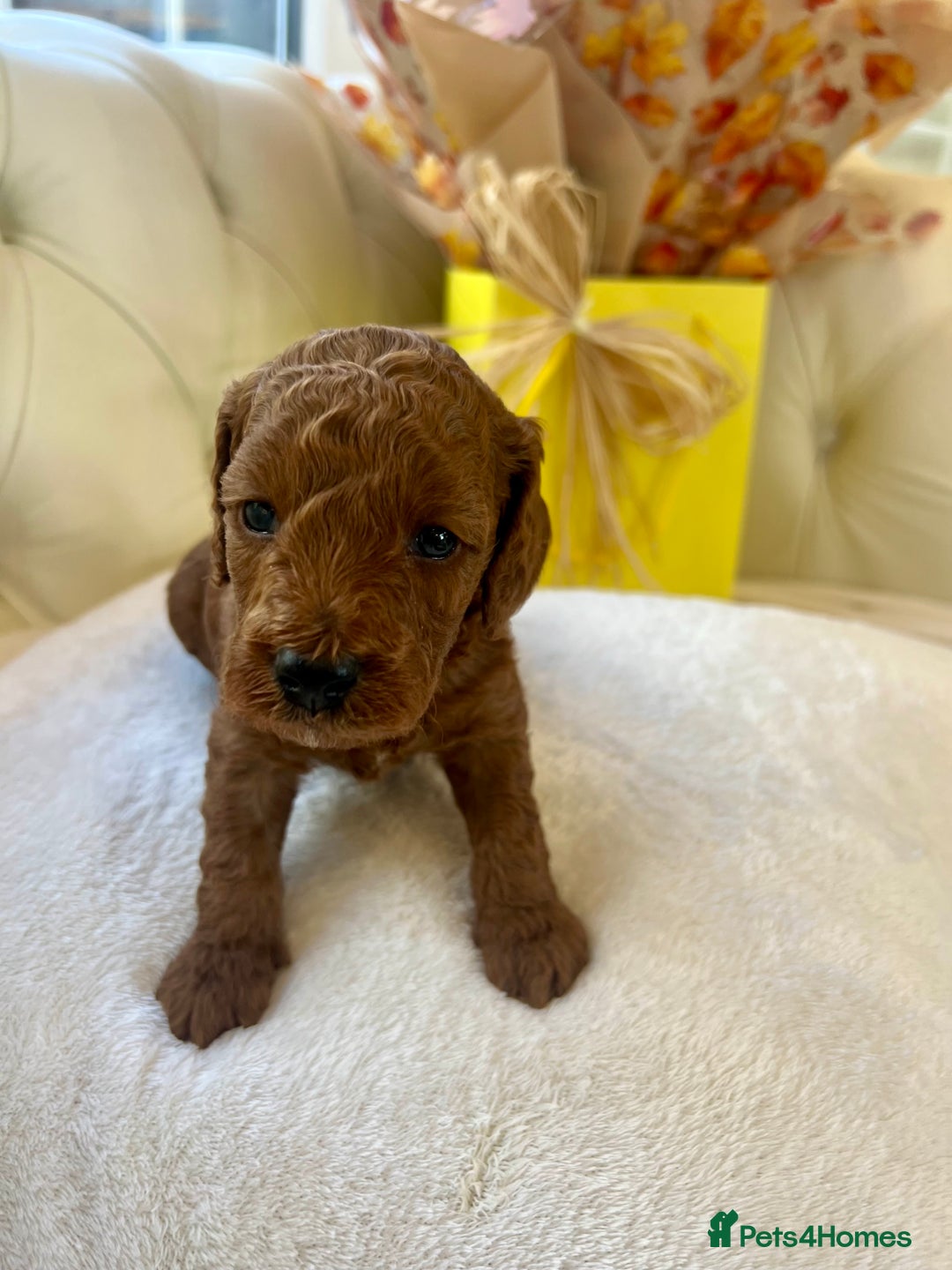Cockapoo dogs for sale: 4⭐️Licensed F1b Cockapoos Exceptionally Bred - Image 31