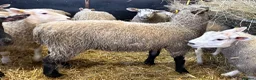Sheep livestock for sale: Ewe Lambs - Advert 13