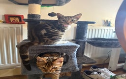Bengal cats for sale: Bengal marble cross  - Image 4