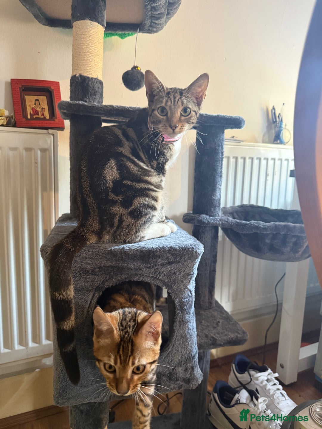 Bengal cats for sale: Bengal marble cross  - Image 4