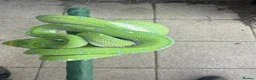 Snake reptiles for sale: Sorong green tree python  - Advert 4