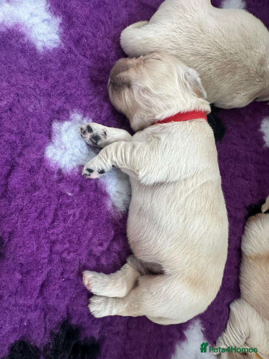Golden Retriever dogs for sale: Golden Retriever Puppies for sale - Image 10