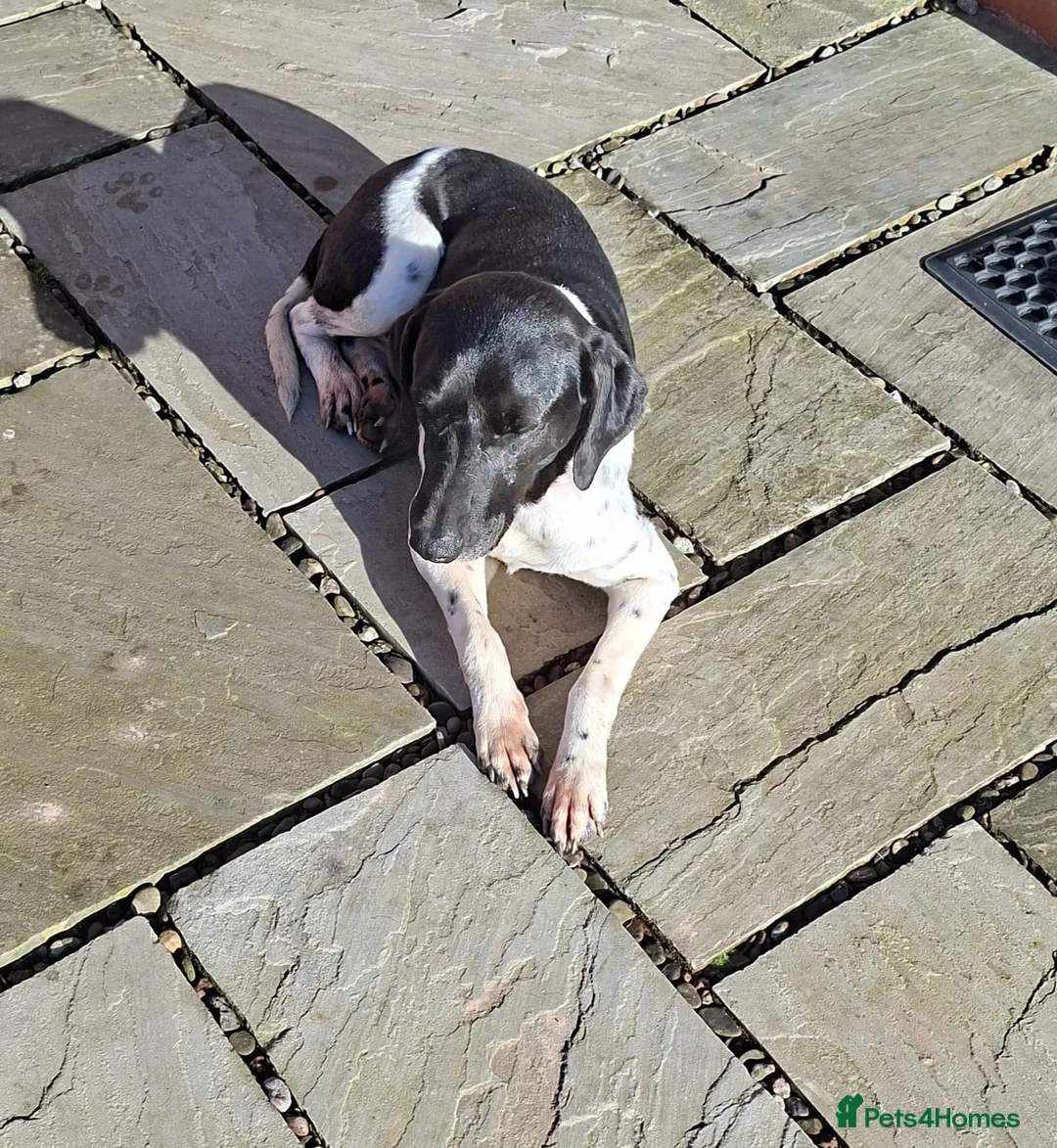 Mixed Breed dogs for adoption: Stratos ! ❤️ a Cypriot sweetheart  - Advert 8