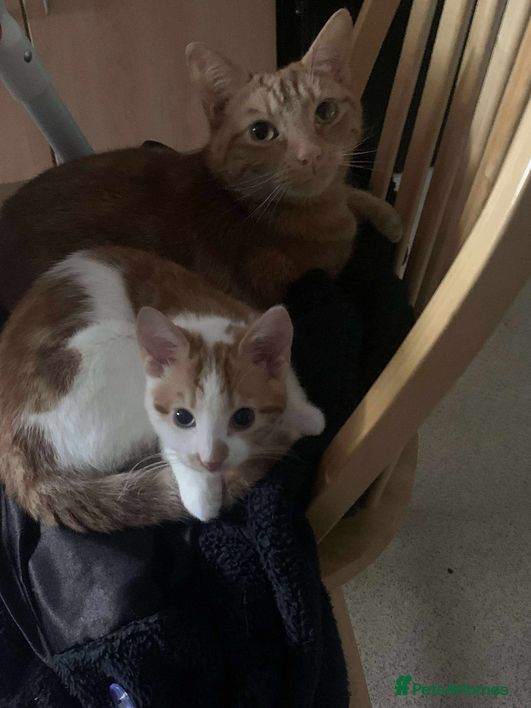 Domestic Shorthair cats for sale: 2 cats - Advert 3