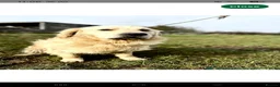 Golden Retriever dogs for sale: 8 KC/health tested gorgeous golden retrievers - Advert 8