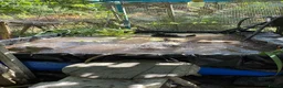Ducks poultry for sale: Khaki Campbell drake - Advert 1